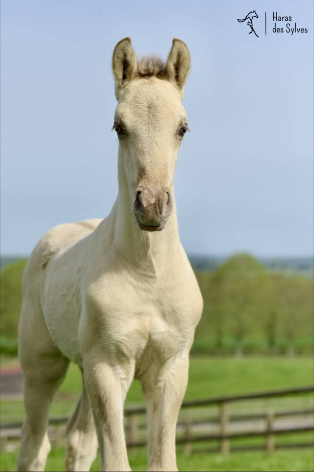 Colt KWPN Dutch Warmblood For sale 2026 Champagne