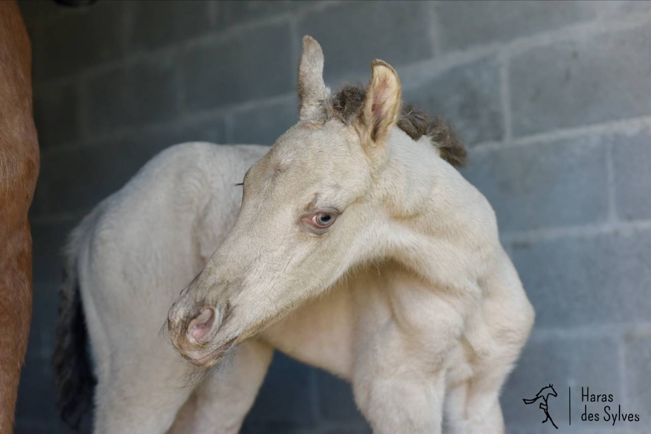 Colt KWPN Dutch Warmblood For sale 2026 Champagne