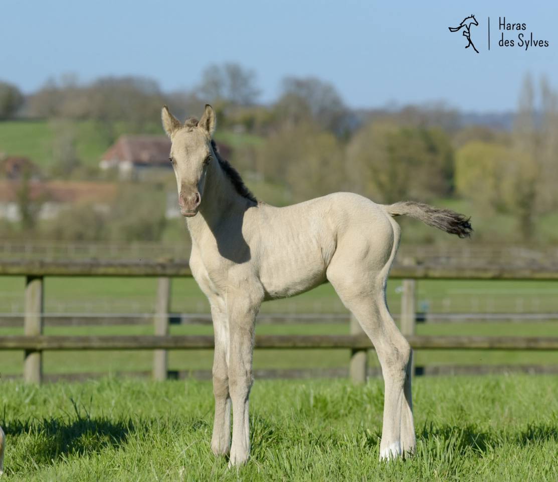 Colt KWPN Dutch Warmblood For sale 2026 Champagne