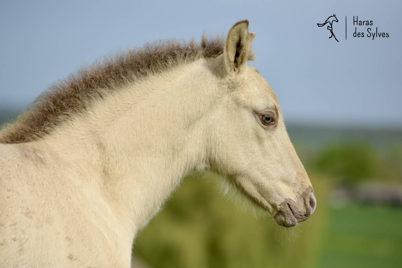 Colt KWPN Dutch Warmblood For sale 2026 Champagne