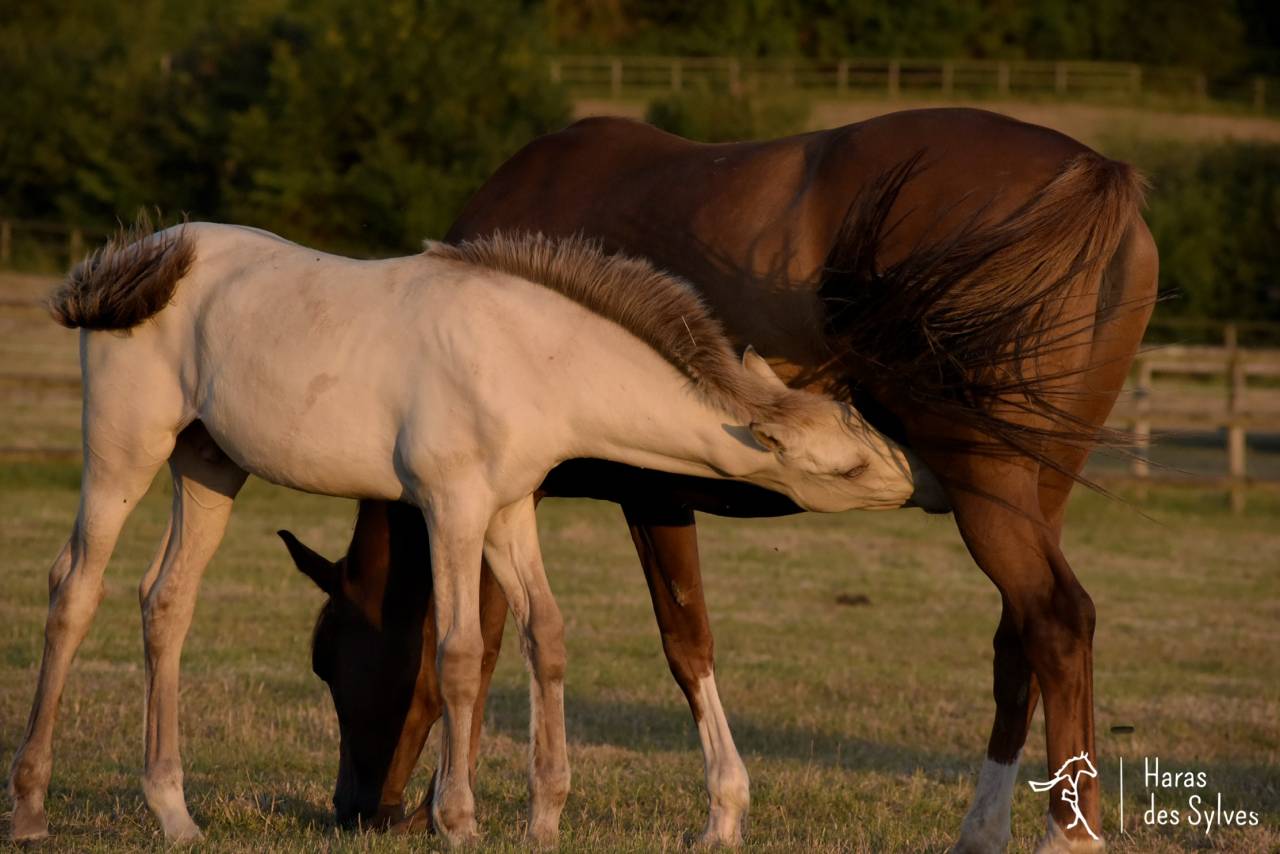 Colt KWPN Dutch Warmblood For sale 2026 Champagne