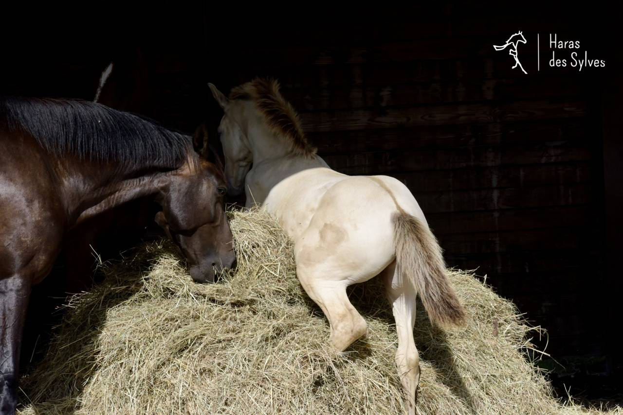 Colt KWPN Dutch Warmblood For sale 2026 Champagne