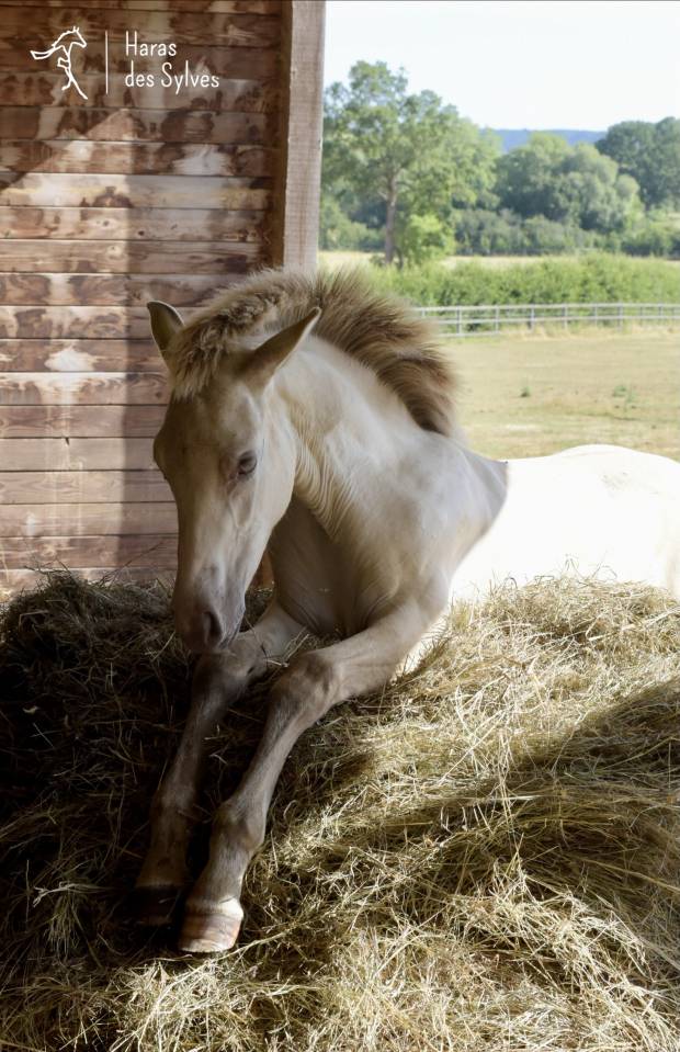 Colt KWPN Dutch Warmblood For sale 2026 Champagne
