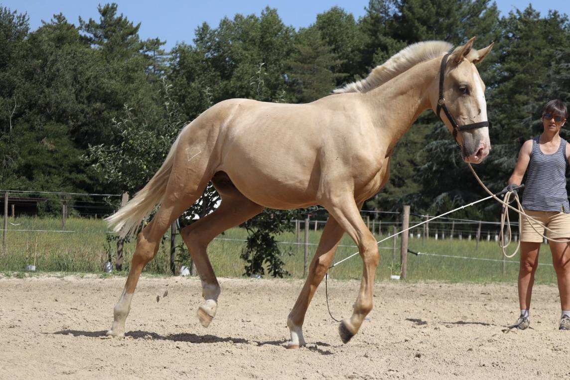 Entire Lusitano For sale 2024 Dark Bay