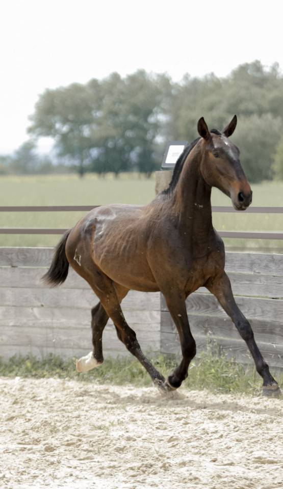 Entire Lusitano For sale 2024 Dark Bay