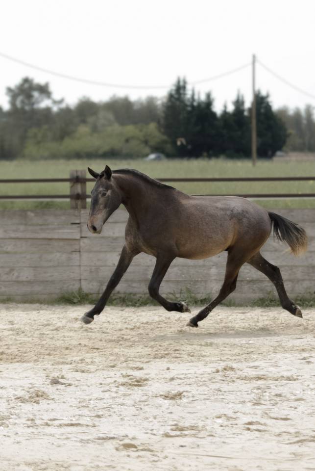 Entire Lusitano For sale 2024 Dark Bay