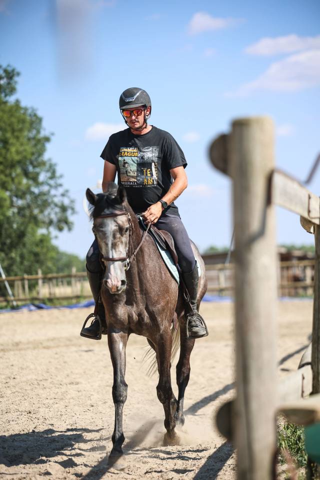 Gelding Thoroughbred For sale 2021 Grey