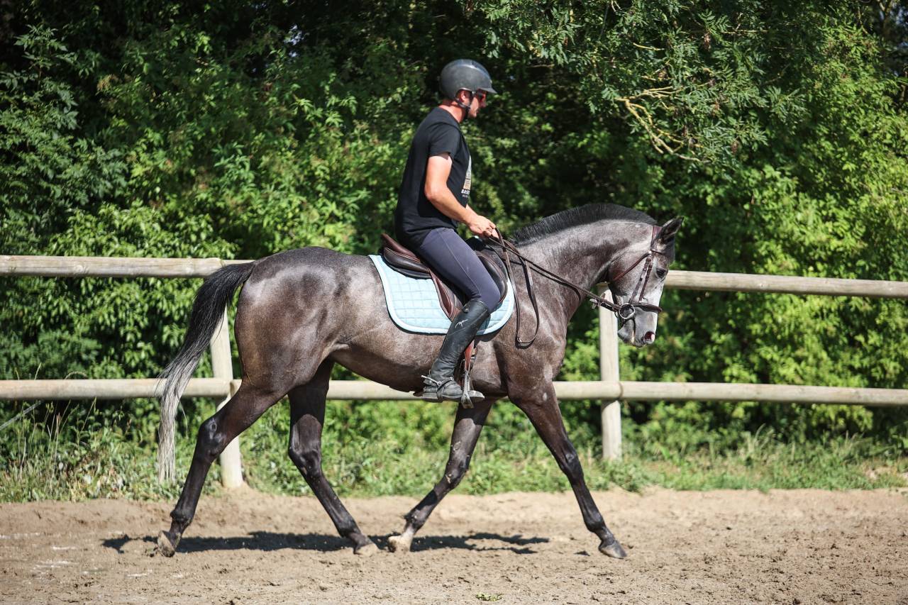 Gelding Thoroughbred For sale 2021 Grey