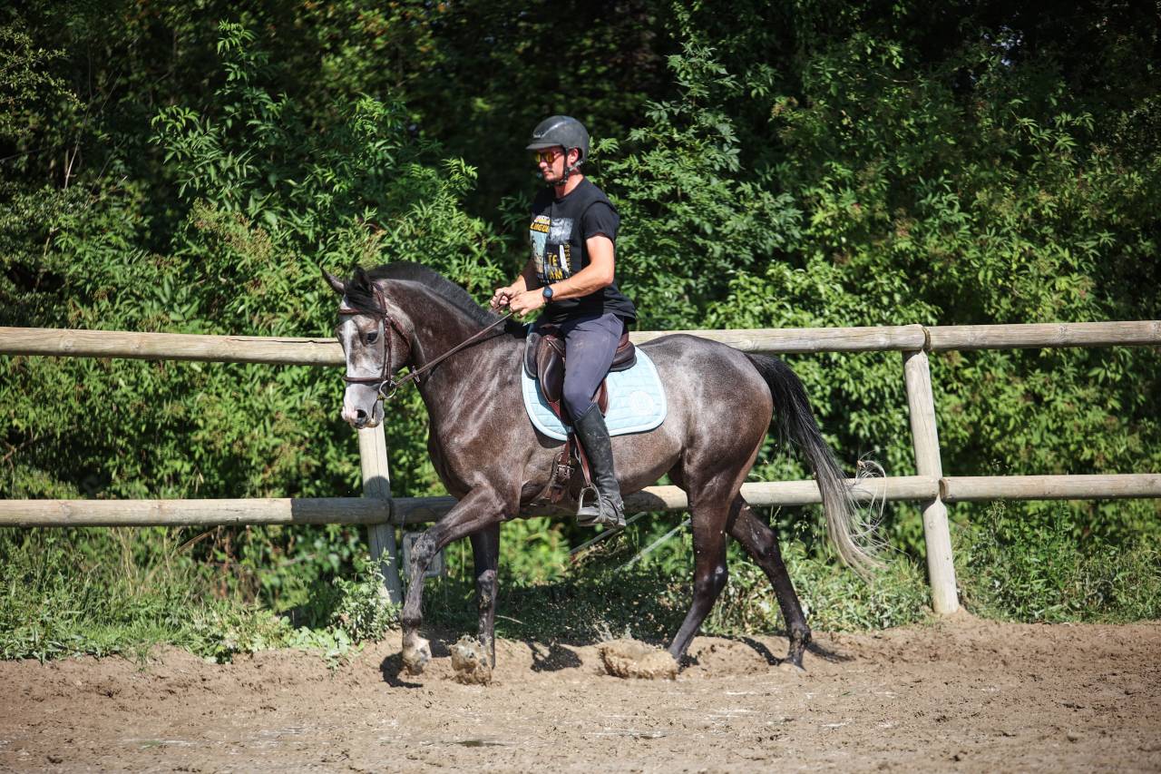 Gelding Thoroughbred For sale 2021 Grey