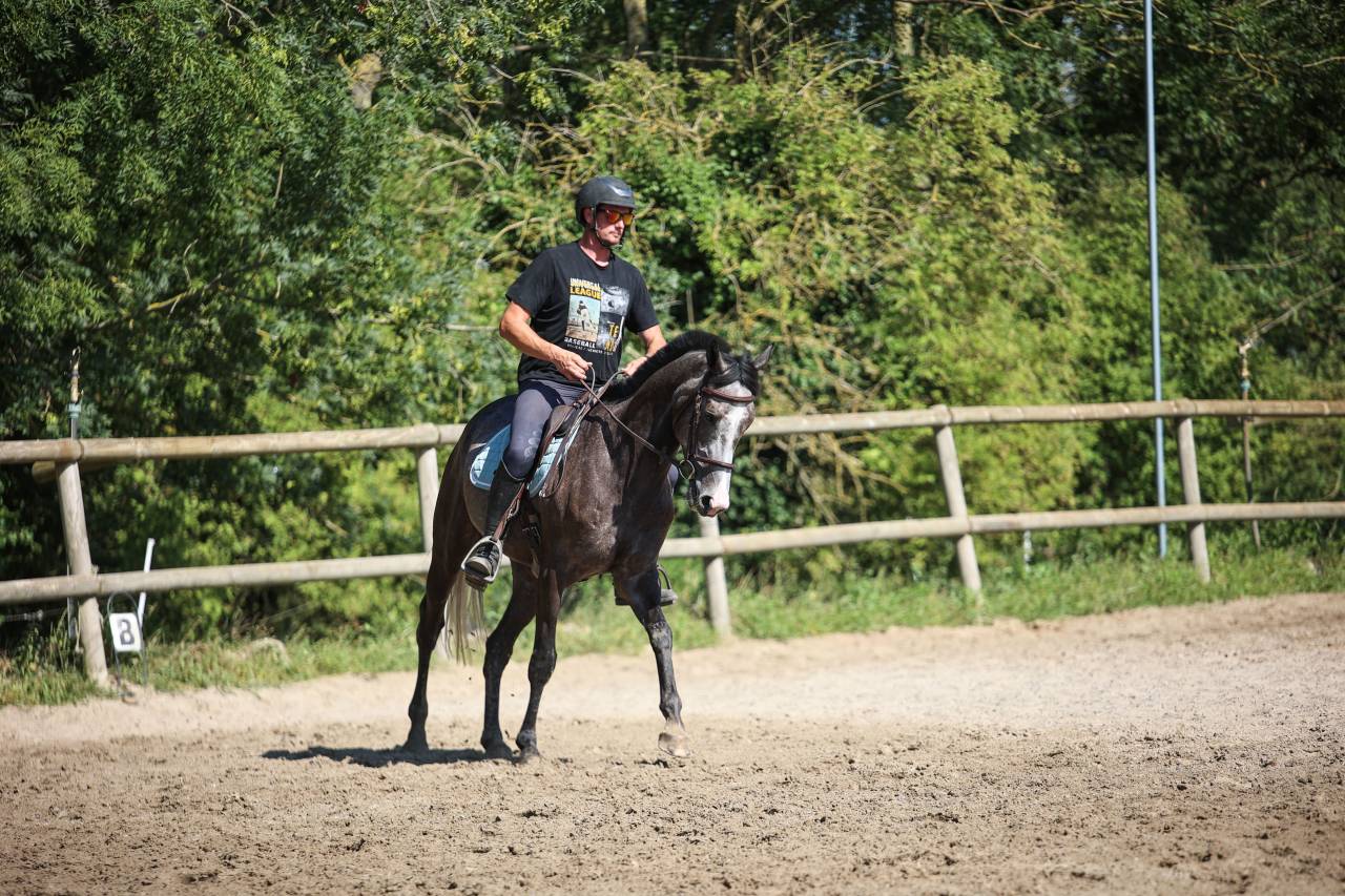 Gelding Thoroughbred For sale 2021 Grey
