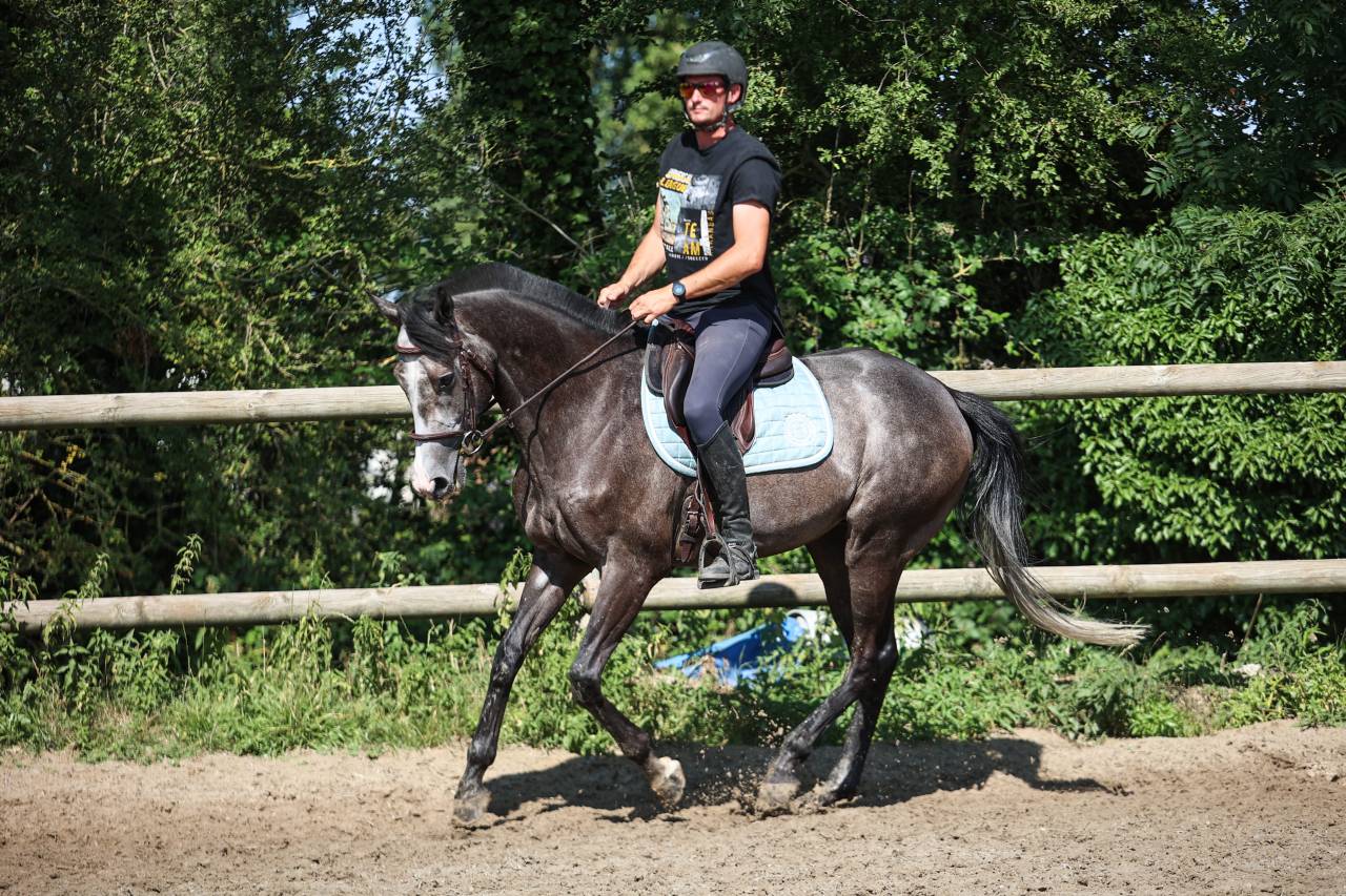 Gelding Thoroughbred For sale 2021 Grey