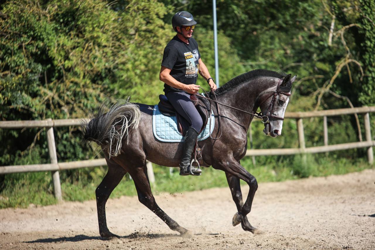 Gelding Thoroughbred For sale 2021 Grey