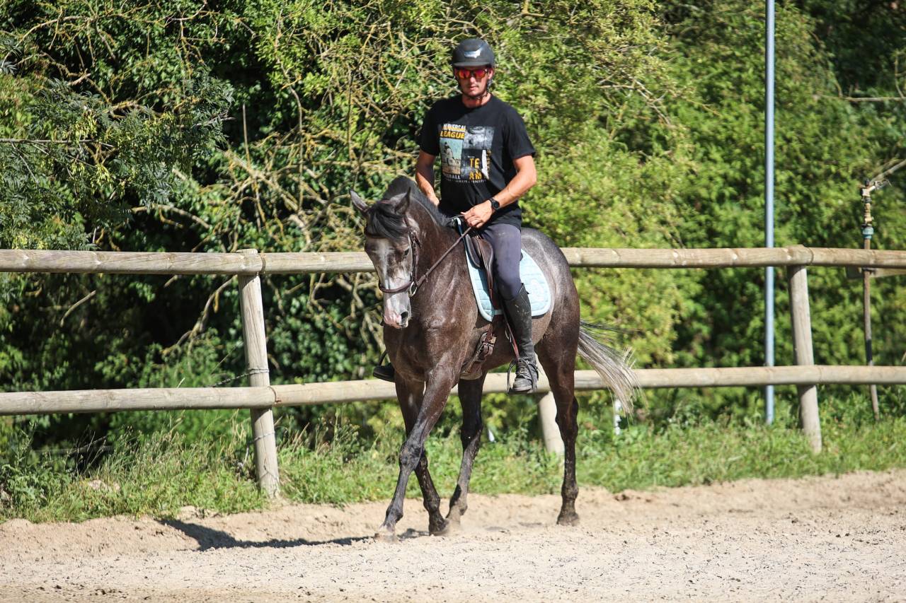 Gelding Thoroughbred For sale 2021 Grey