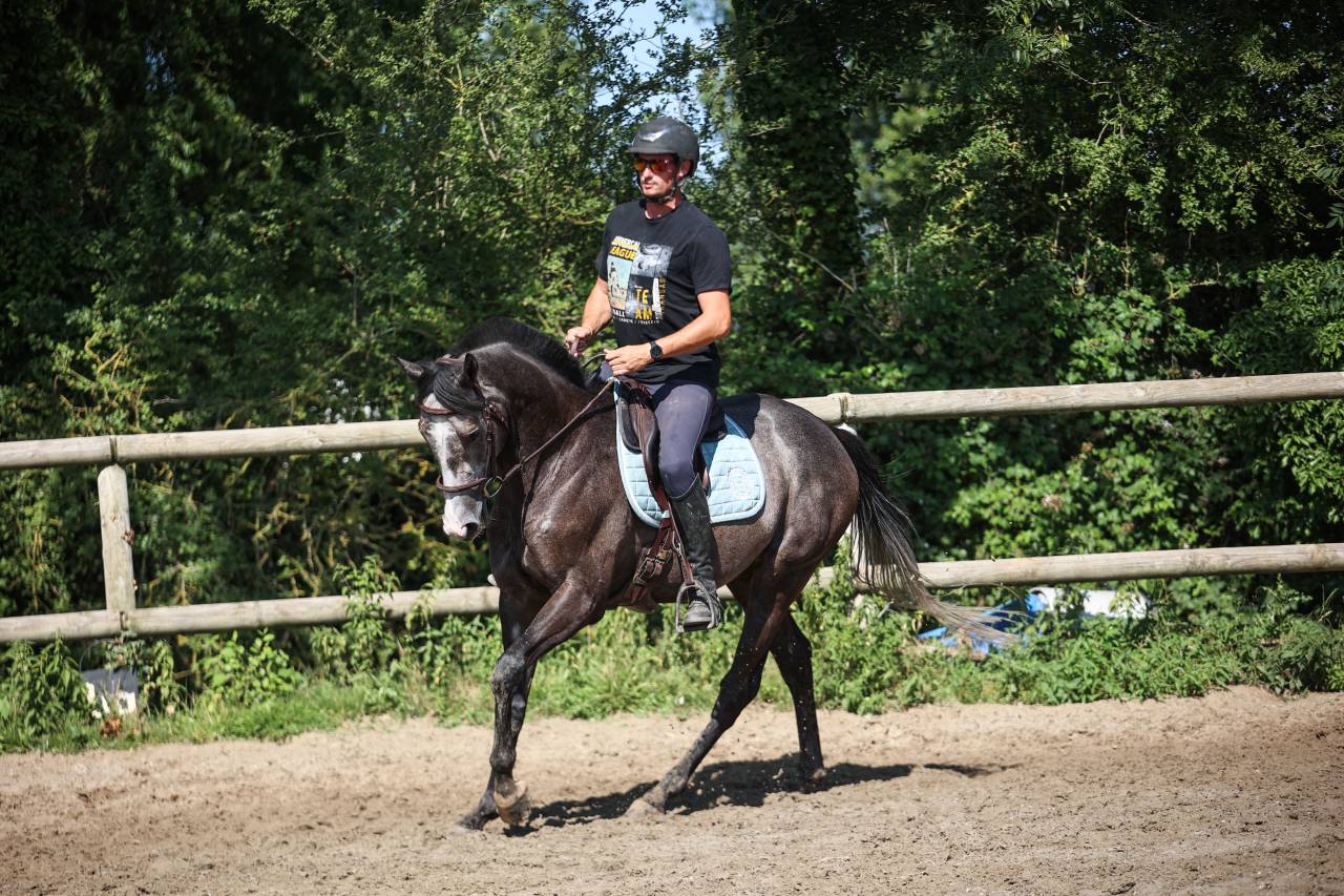 Gelding Thoroughbred For sale 2021 Grey
