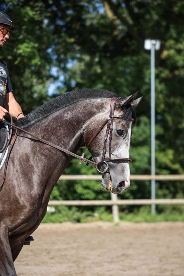 Gelding Thoroughbred For sale 2021 Grey