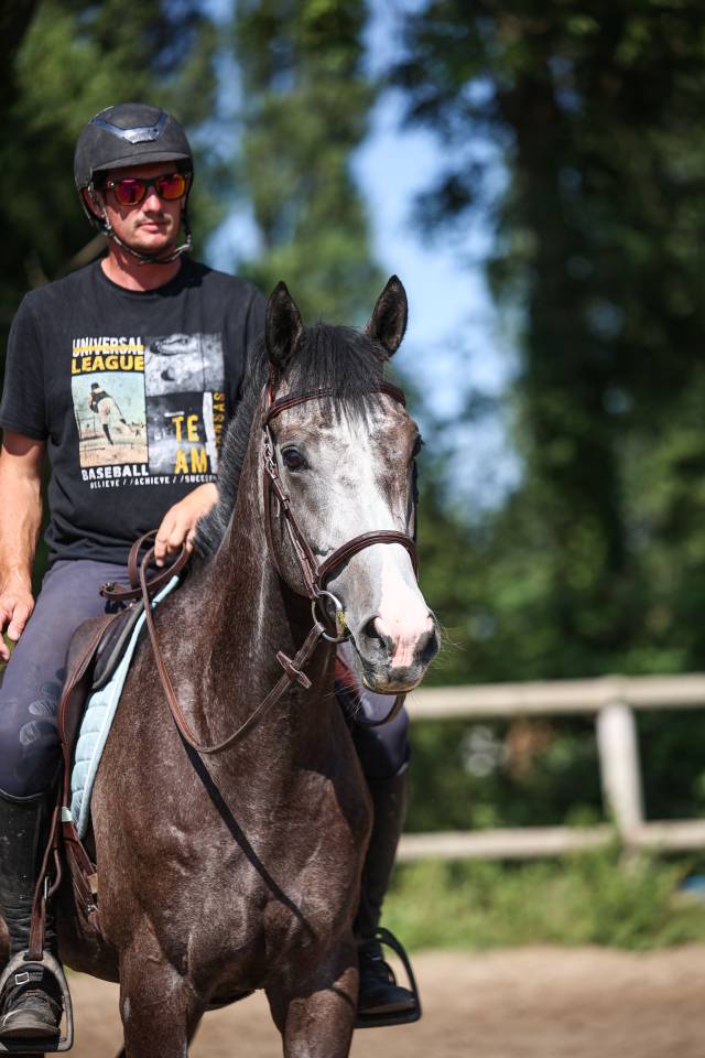 Gelding Thoroughbred For sale 2021 Grey