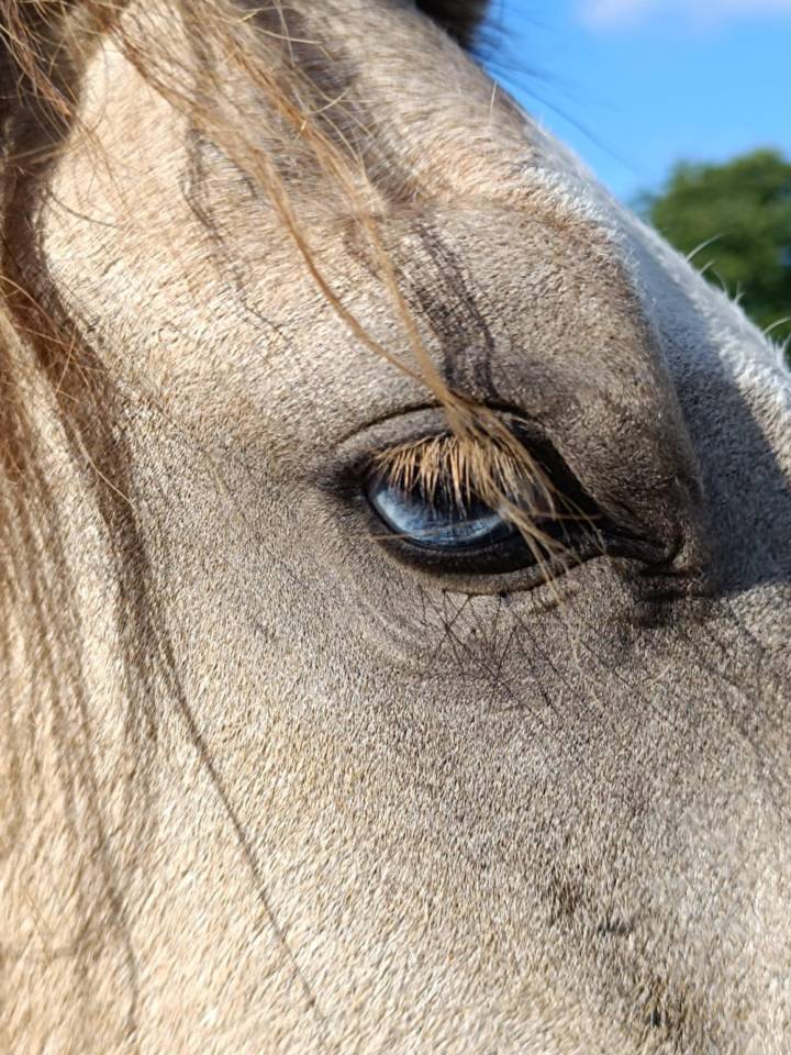 Entire Origin Recorded For entrust 2021 Buckskin