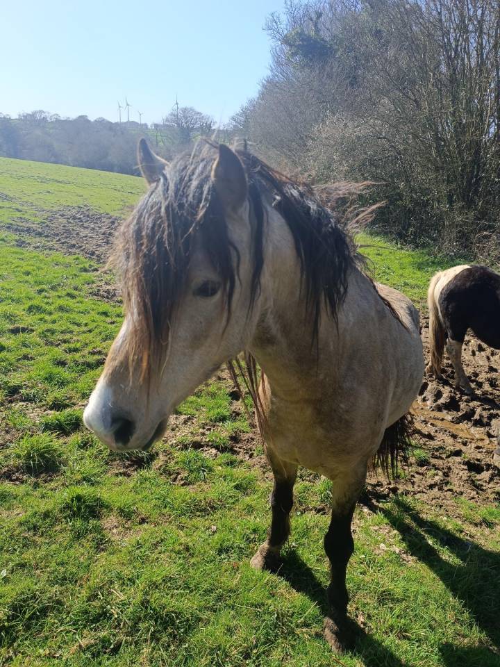 Entire Origin Recorded For entrust 2021 Buckskin