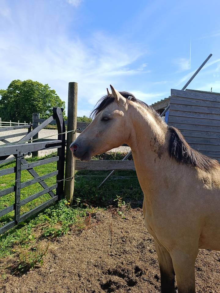 Entire Origin Recorded For entrust 2021 Buckskin