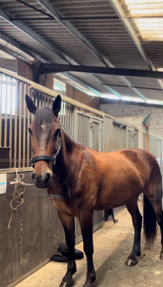 Gelding French Saddle Pony For sale 2015 Bay