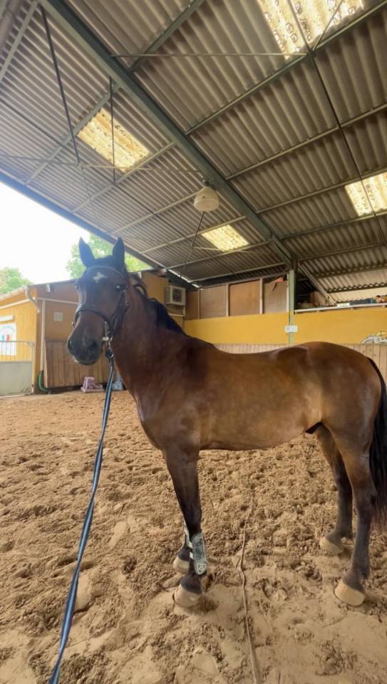 Gelding French Saddle Pony For sale 2015 Bay