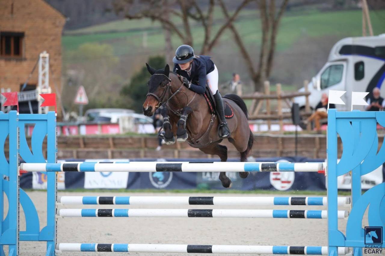Gelding French Saddle Pony For sale 2015 Bay