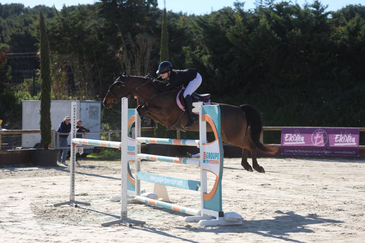 Gelding French Saddle Pony For sale 2015 Bay