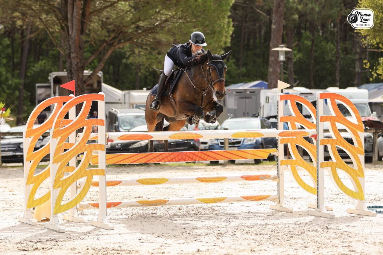 Gelding French Saddle Pony For sale 2015 Bay