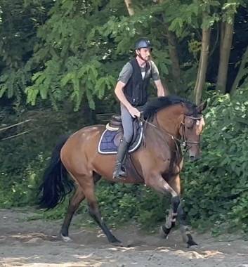 Mare KWPN Dutch Warmblood For sale 2014 Bay