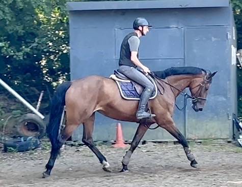 Mare KWPN Dutch Warmblood For sale 2014 Bay