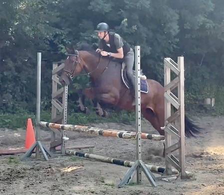 Mare KWPN Dutch Warmblood For sale 2014 Bay