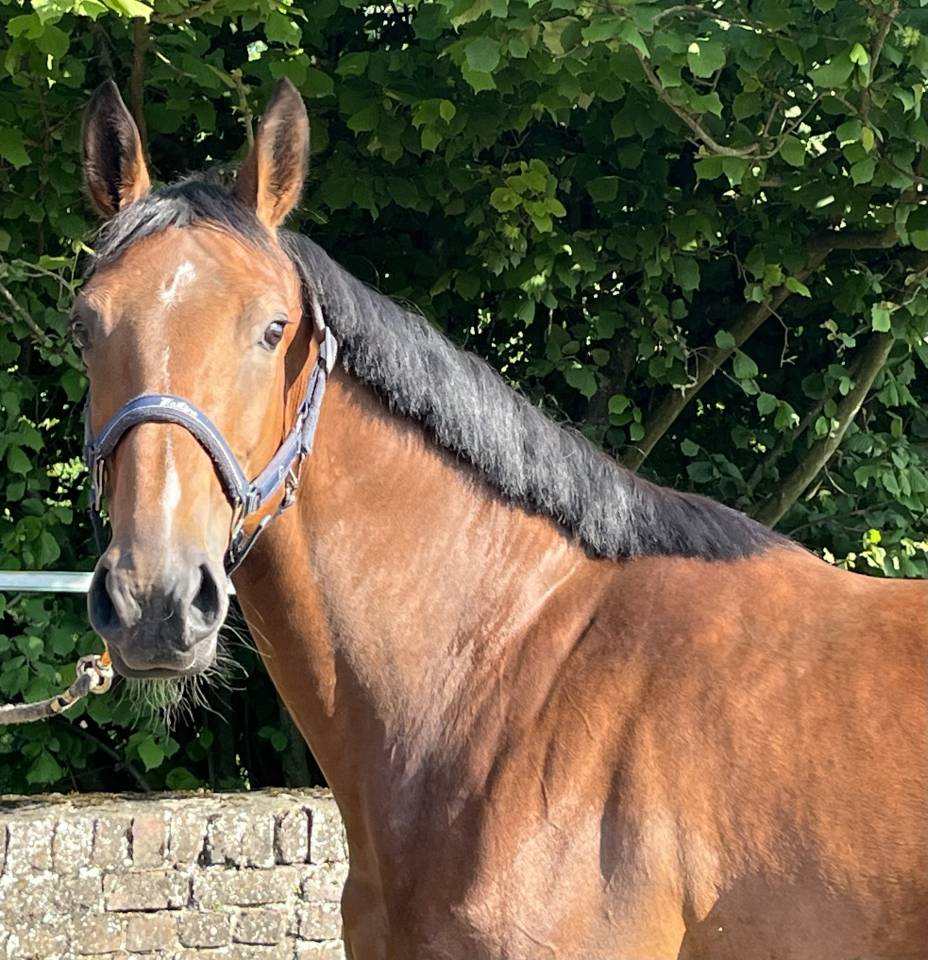 Mare sBs Belgian Warmblood For sale 2020 Bay