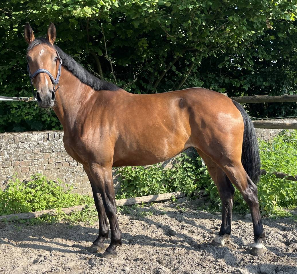 Mare sBs Belgian Warmblood For sale 2020 Bay