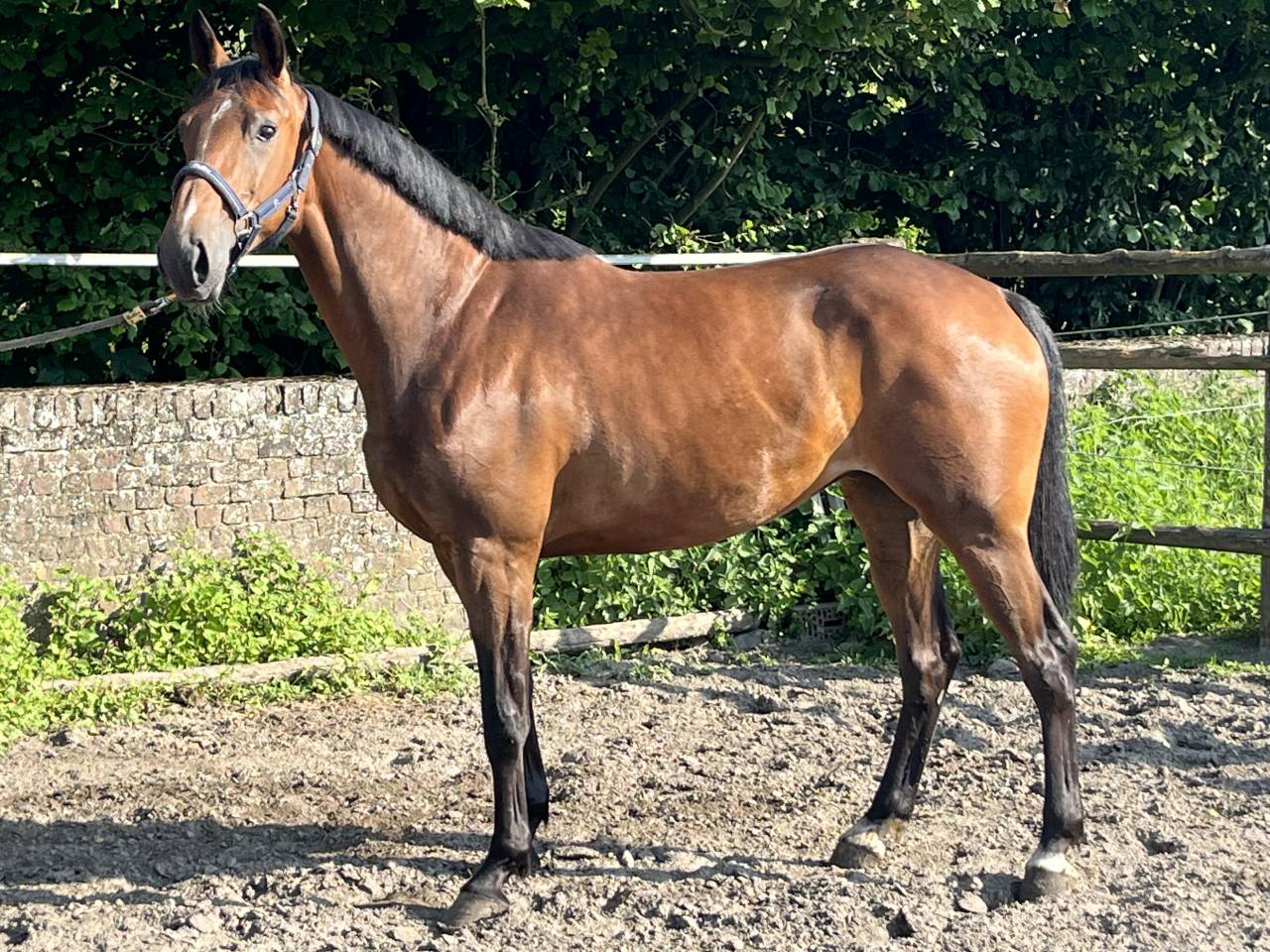 Mare sBs Belgian Warmblood For sale 2020 Bay