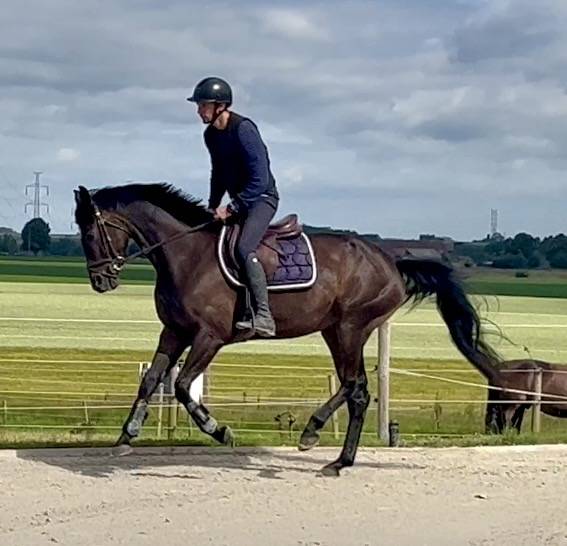 Mare BWP Belgian Warmblood For sale 2018 Bay