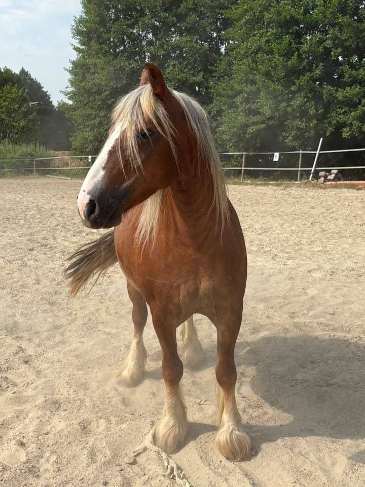 Mare Other Pony Breed For sale 2018 Chesnut