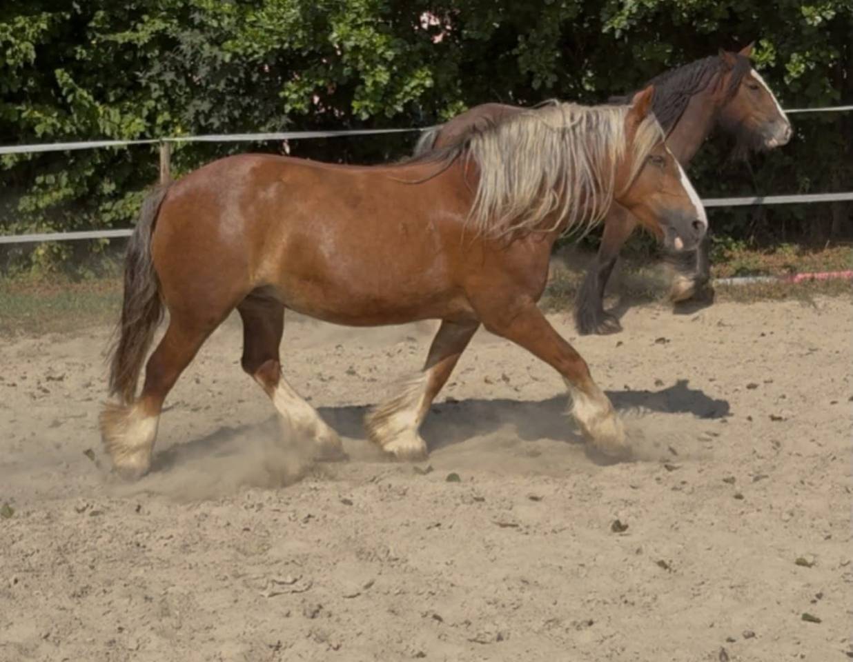 Mare Other Pony Breed For sale 2018 Chesnut