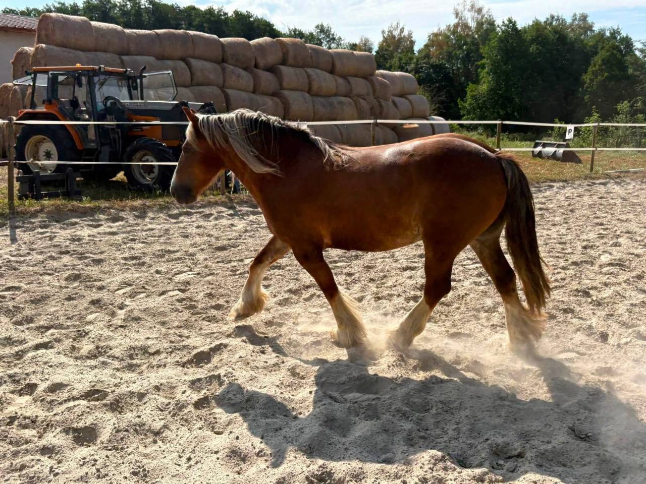 Mare Other Pony Breed For sale 2018 Chesnut