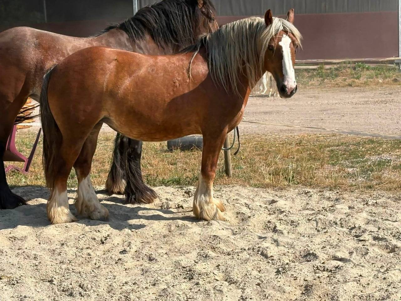 Mare Other Pony Breed For sale 2018 Chesnut