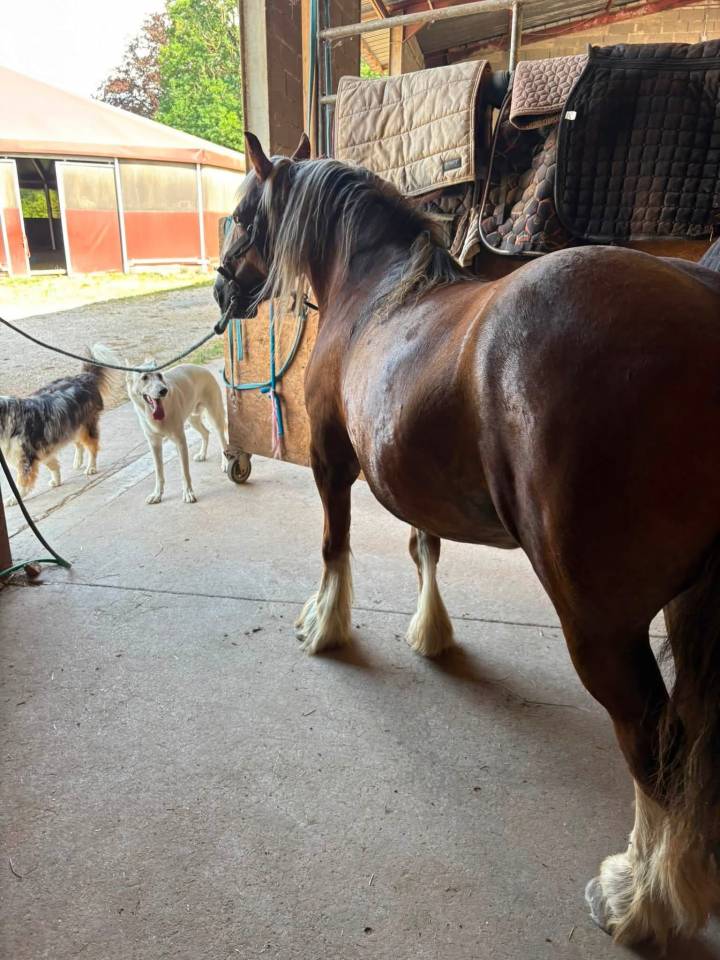 Mare Other Pony Breed For sale 2018 Chesnut