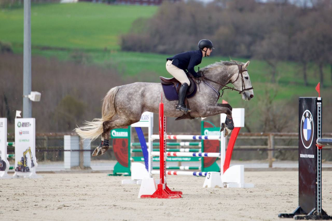 Gelding Selle Fran&ccedil;ais For sale 2015 Roan