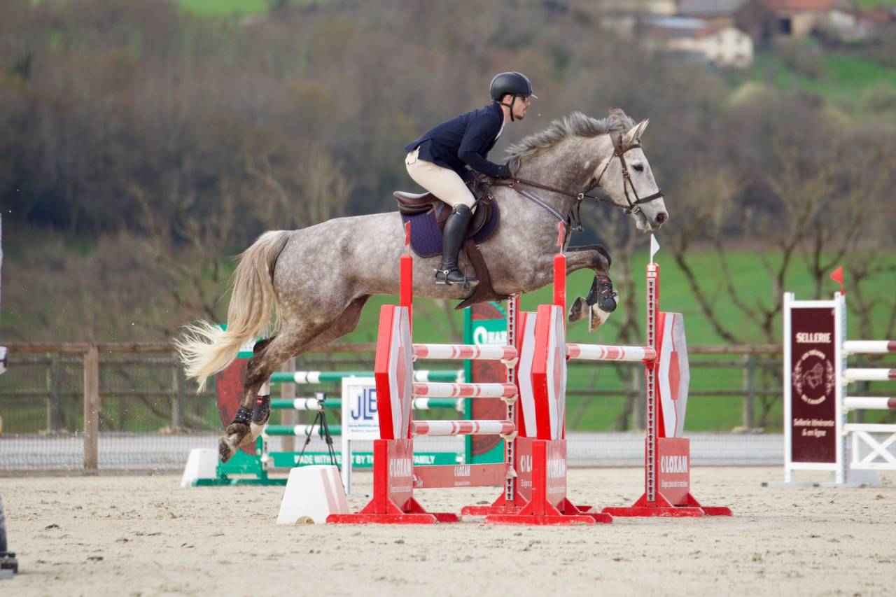 Gelding Selle Fran&ccedil;ais For sale 2015 Roan