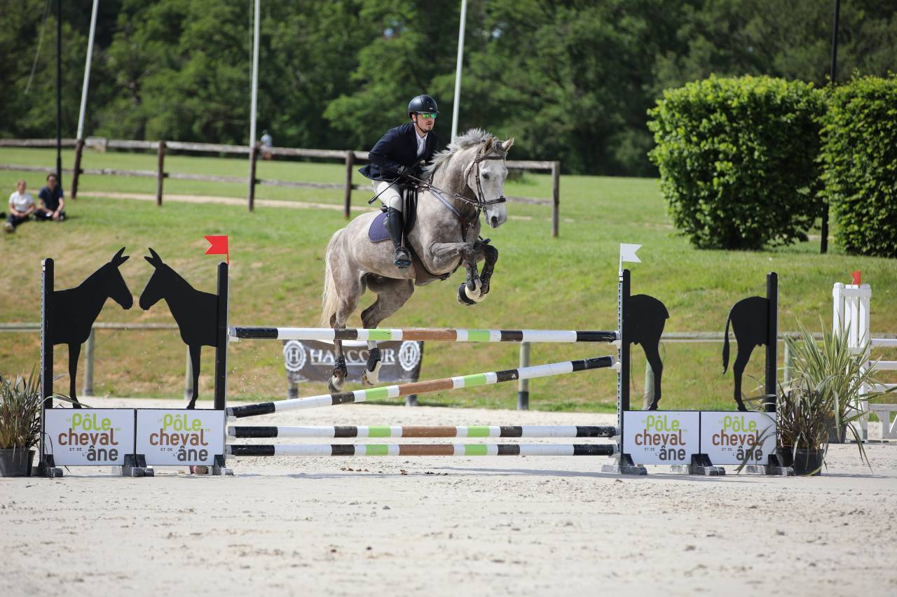 Gelding Selle Fran&ccedil;ais For sale 2015 Roan