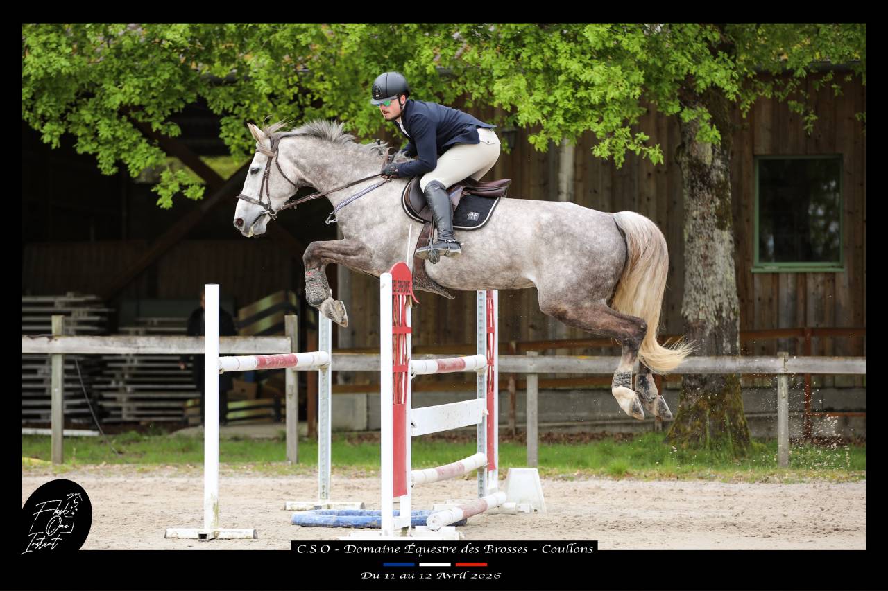 Gelding Selle Fran&ccedil;ais For sale 2015 Roan
