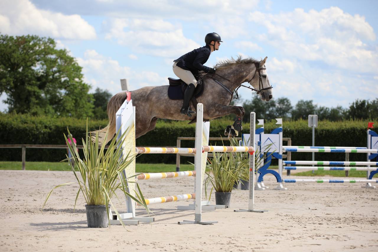 Gelding Selle Fran&ccedil;ais For sale 2015 Roan