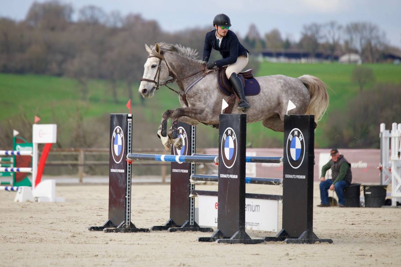 Gelding Selle Fran&ccedil;ais For sale 2015 Roan