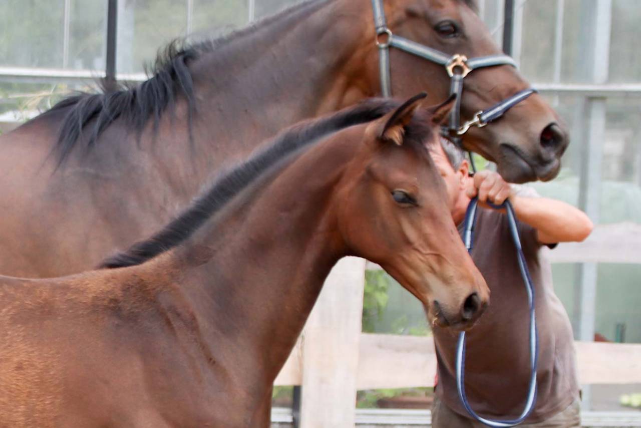 Filly KWPN Dutch Warmblood For sale 2026 Brown