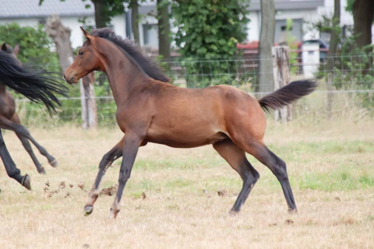 Filly KWPN Dutch Warmblood For sale 2026 Brown