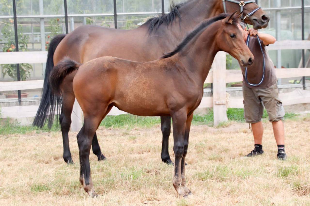 Filly KWPN Dutch Warmblood For sale 2026 Brown
