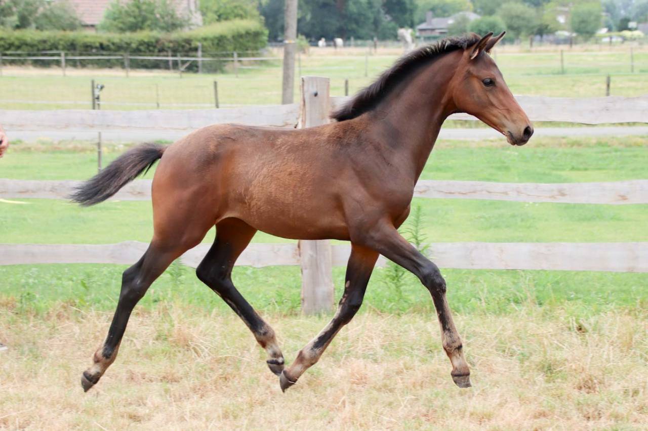 Filly KWPN Dutch Warmblood For sale 2026 Brown